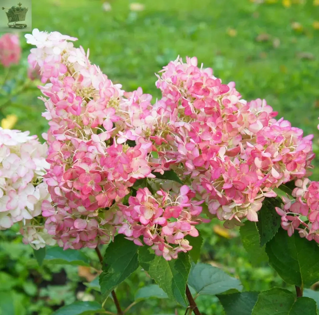 Hydrangea paniculata Sundae Fraise in a 9cm Pot Royalcart