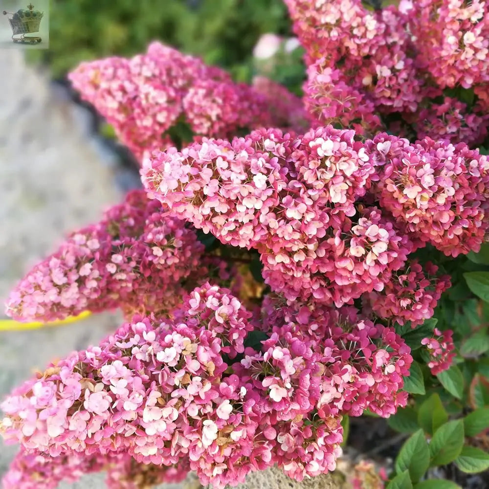 Hydrangea paniculata Sundae Fraise in a 9cm Pot Royalcart