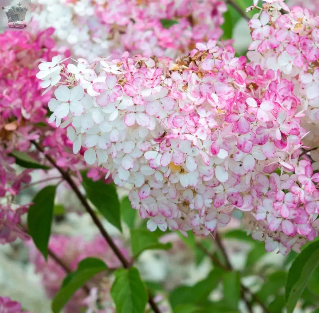 Hydrangea paniculata Sundae Fraise in a 9cm Pot Royalcart