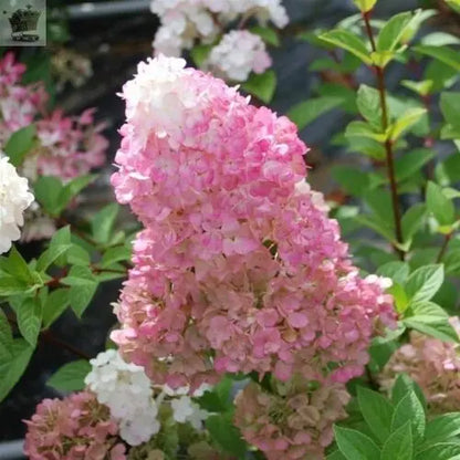 Hydrangea paniculata Sundae Fraise in a 9cm Pot Royalcart