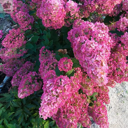 Hydrangea paniculata Sundae Fraise in a 9cm Pot Royalcart