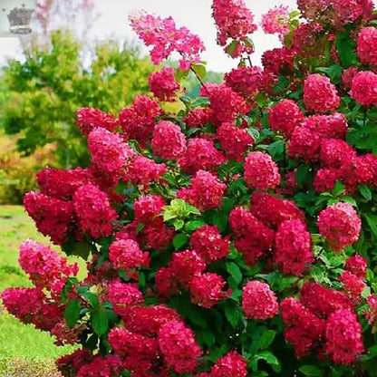 Hydrangea paniculata Wims Red Compact Deciduous Potted Shrub Garden Plant Royalcart