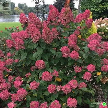 Hydrangea paniculata Wims Red Compact Deciduous Potted Shrub Garden Plant Royalcart