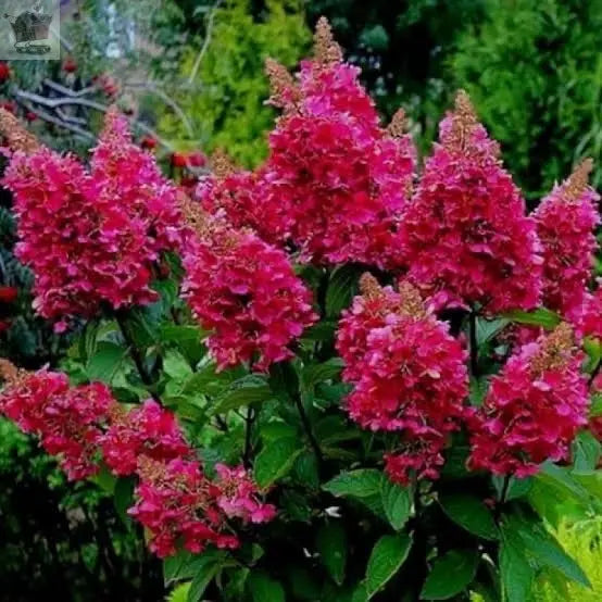 Hydrangea paniculata Wims Red Compact Deciduous Potted Shrub Garden Plant Royalcart