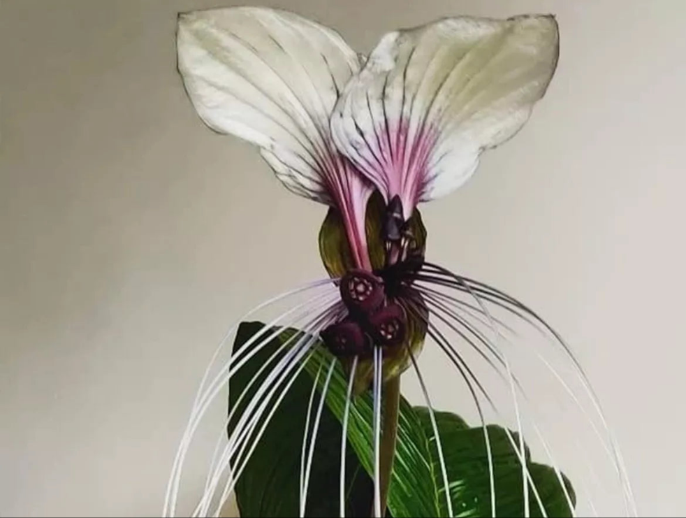 BAT FLOWER - 7 SEEDS - TACCA INTERGIFOLIA