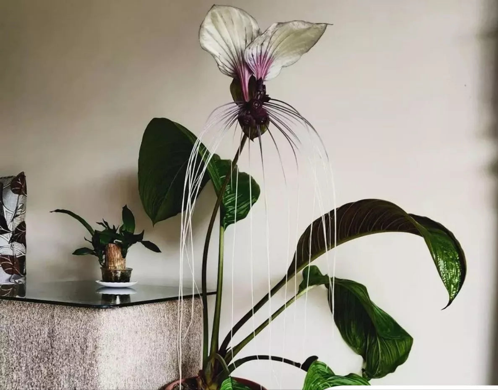 BAT FLOWER - 7 SEEDS - TACCA INTERGIFOLIA