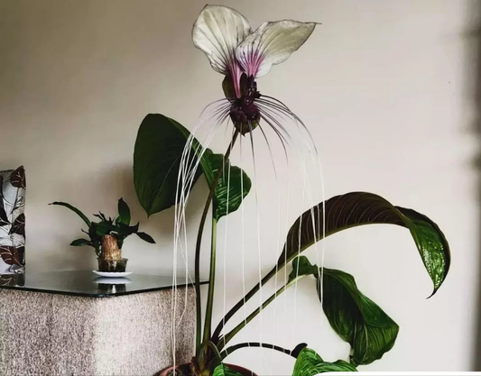 BAT FLOWER - 7 SEEDS - TACCA INTERGIFOLIA