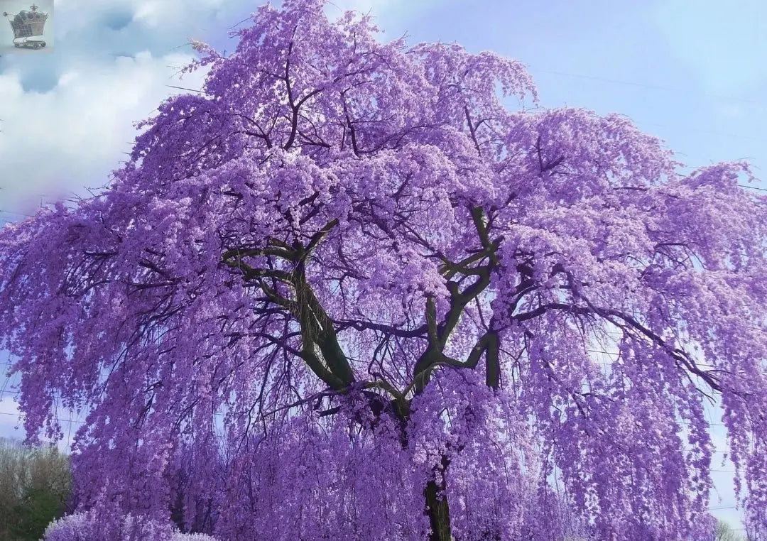 Jacaranda Tree - Jacaranda mimosifolia - Viable Seeds Royalcart