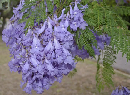 Jacaranda Tree - Jacaranda mimosifolia - Viable Seeds Royalcart