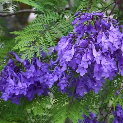 Jacaranda Tree - Jacaranda mimosifolia - Viable Seeds Royalcart