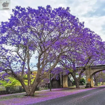 Jacaranda Tree - Jacaranda mimosifolia - Viable Seeds Royalcart