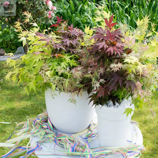 Japanese Acer palmatum 'Festival' - 3 colours in one pot Gearcourt