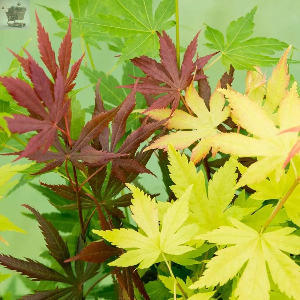 Japanese Acer palmatum 'Festival' - 3 colours in one pot Gearcourt