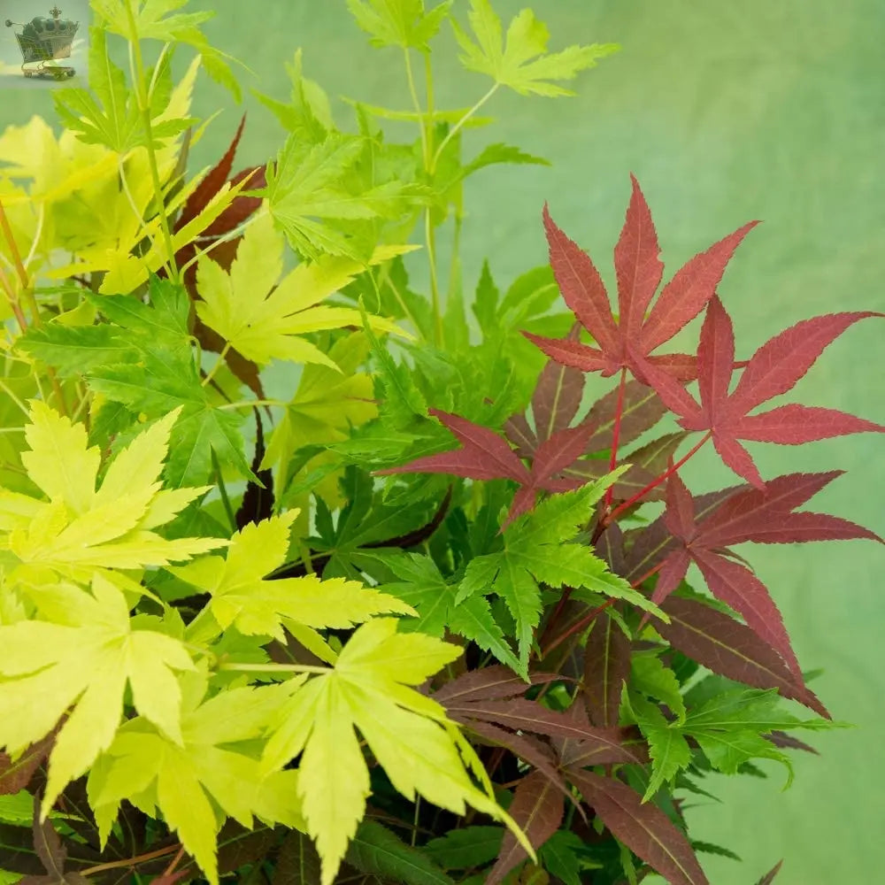 Japanese Acer palmatum 'Festival' - 3 colours in one pot Gearcourt