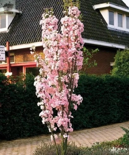 Japanese Amanogawa Pink Flowering Cherry 4-5ft, 3L Pot, Upright Prunus Serrulata Gearcourt