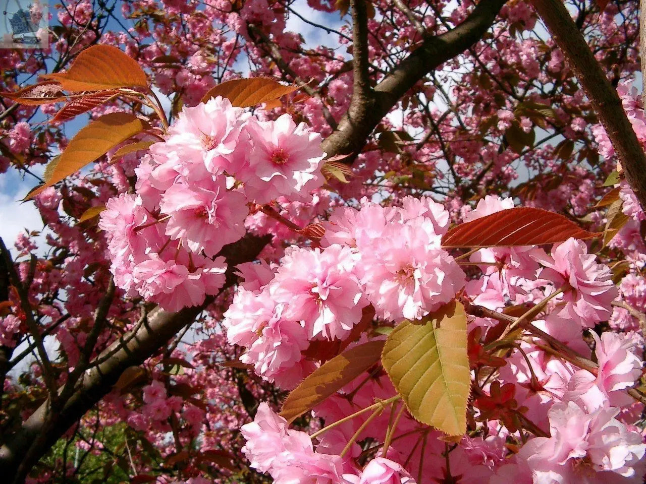 Japanese Amanogawa Pink Flowering Cherry 4-5ft, 3L Pot, Upright Prunus Serrulata Gearcourt