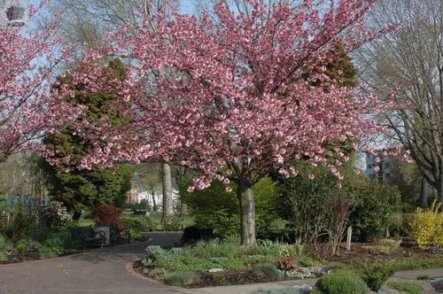 Japanese Amanogawa Pink Flowering Cherry 4-5ft, 3L Pot, Upright Prunus Serrulata Gearcourt