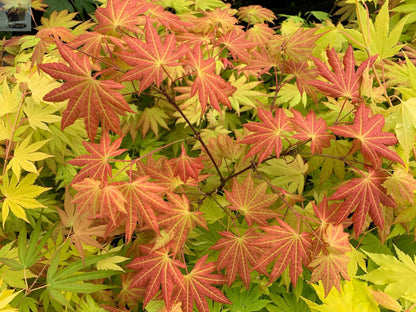 Japanese Maple Acer Shirasawanum AUTUMN MOON Graft In 7cm Pot Gearcourt