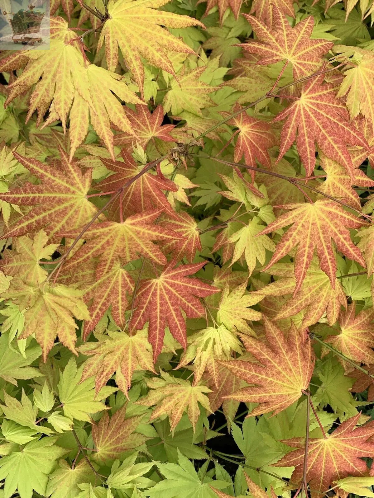 Japanese Maple Acer Shirasawanum AUTUMN MOON Graft In 7cm Pot Gearcourt