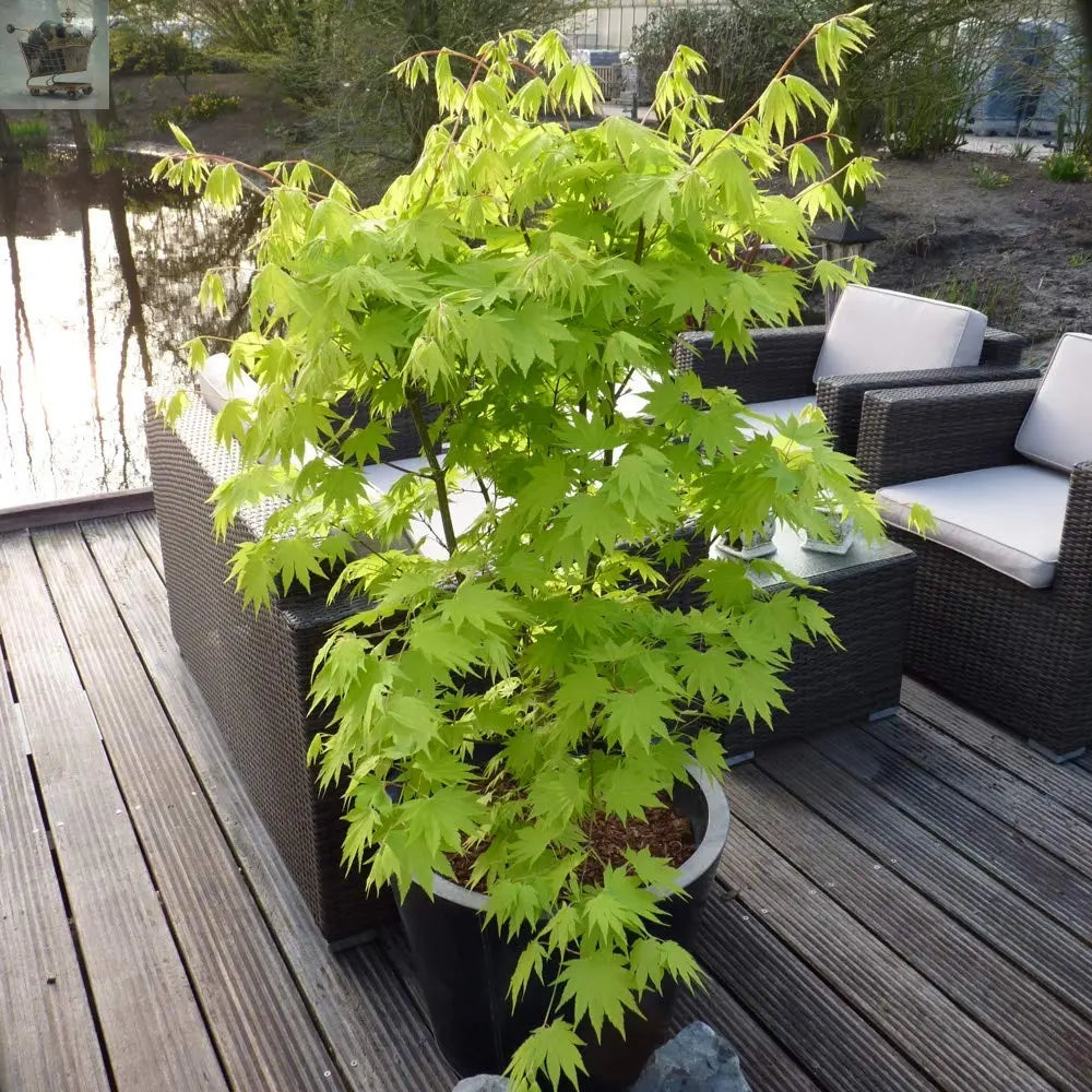 Japanese Maple Acer Shirasawanum 'Jordan' in a 3L Pot 40-50cm Tall Royalcart