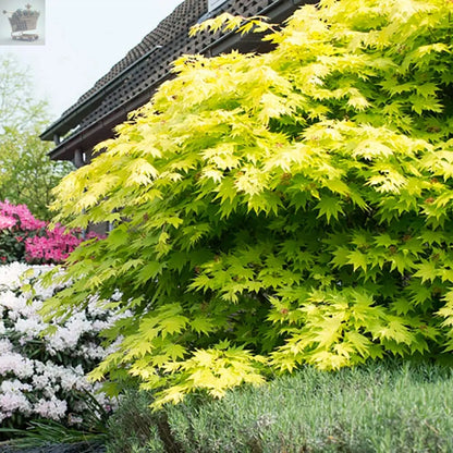 Japanese Maple Acer Shirasawanum 'Jordan' in a 3L Pot 40-50cm Tall Royalcart