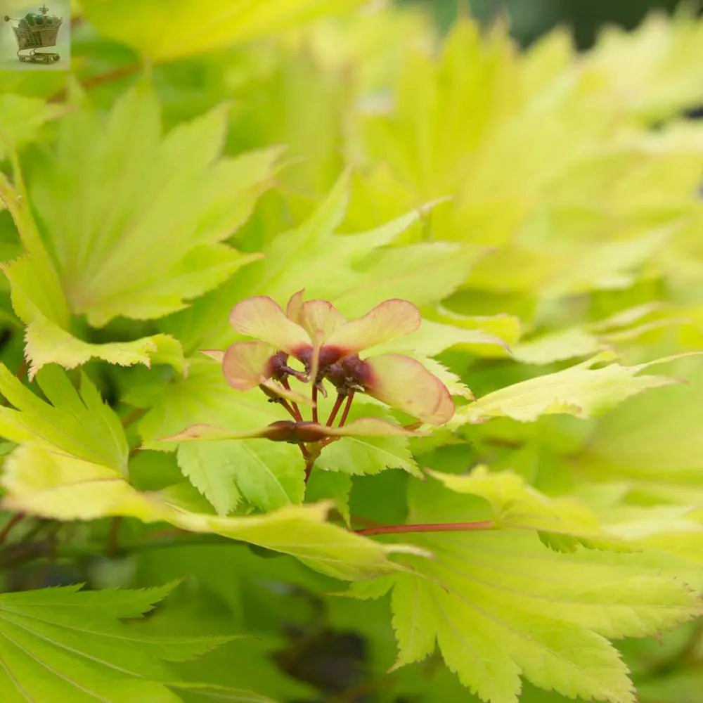 Japanese Maple Acer Shirasawanum 'Jordan' in a 3L Pot 40-50cm Tall Royalcart