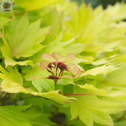 Japanese Maple Acer Shirasawanum 'Jordan' in a 3L Pot 40-50cm Tall Royalcart