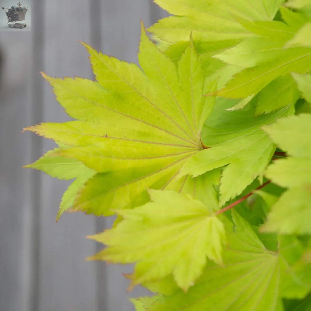 Japanese Maple Acer Shirasawanum 'Jordan' in a 3L Pot 40-50cm Tall Royalcart