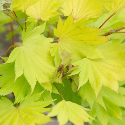 Japanese Maple Acer Shirasawanum 'Jordan' in a 3L Pot 40-50cm Tall Royalcart