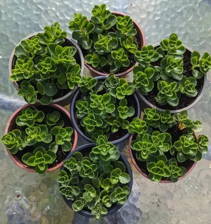 Japanese Stonecrop (sedum Makinoi Tornado) Trailing Succulent House Plant X2 Royalcart