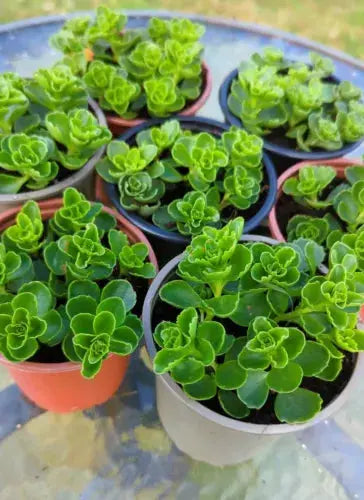 Japanese Stonecrop (sedum Makinoi Tornado) Trailing Succulent House Plant X2 Royalcart