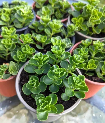 Japanese Stonecrop (sedum Makinoi Tornado) Trailing Succulent House Plant X2 Royalcart