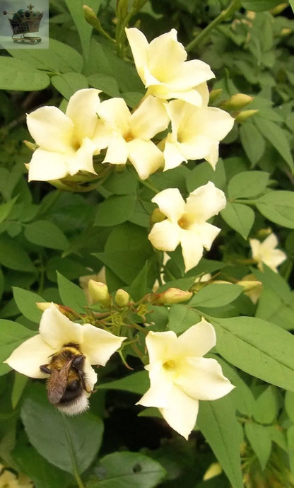 Jasmine officinale Clotted Cream Climbing Plant Royalcart