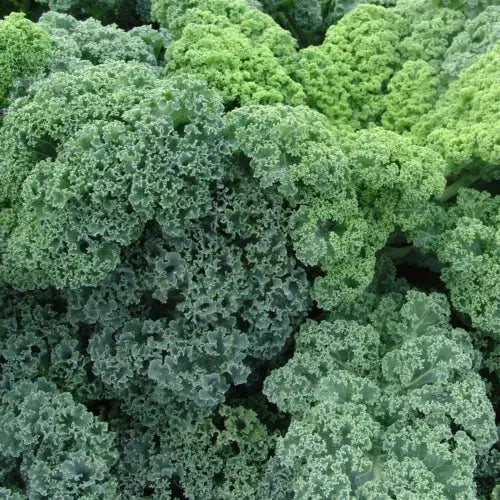 Kale 'Green Curly' - 6 x MEDIUM plug vegetable plants Royalcart