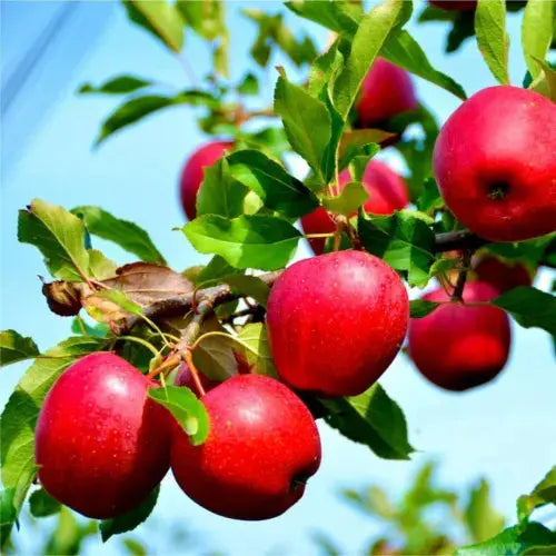 Katy Apple Tree 3-4ft Tall, 6L Pot Ready to fruit. Sweet,Juicy Strawberry Taste Royalcart