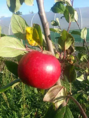 Katy Apple Tree 3-4ft Tall, 6L Pot Ready to fruit. Sweet,Juicy Strawberry Taste Royalcart