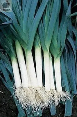 LEEK BLUE DE SOLAISE 1500 FINEST SEEDS Royalcart