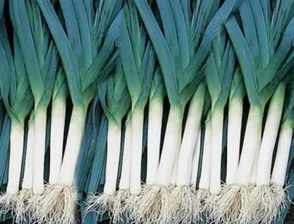 LEEK BLUE DE SOLAISE 1500 FINEST SEEDS Royalcart