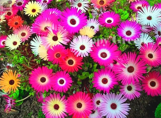 LIVINGSTONE DAISY FLOWER - MESEMBRYANTHEMUM HARLEQUIN 1700 seeds - Dorotheanthus - Royalcart