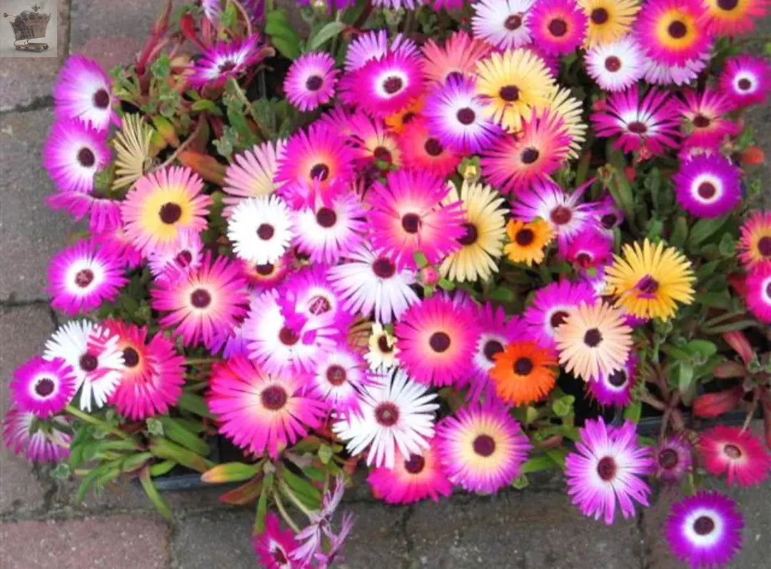 LIVINGSTONE DAISY FLOWER - MESEMBRYANTHEMUM HARLEQUIN 1700 seeds - Dorotheanthus - Royalcart