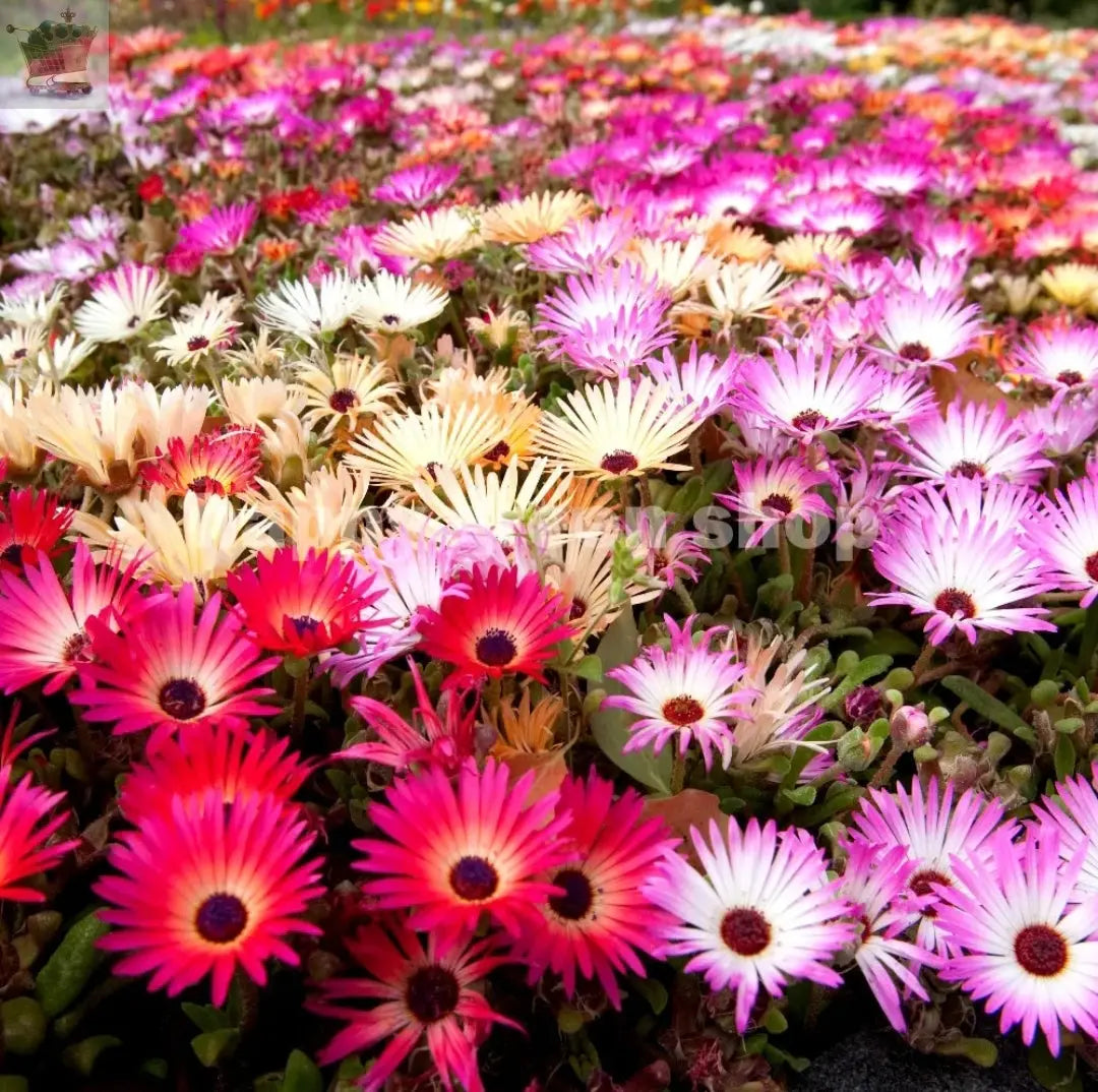 LIVINGSTONE DAISY FLOWER - MESEMBRYANTHEMUM HARLEQUIN 1700 seeds - Dorotheanthus - Royalcart