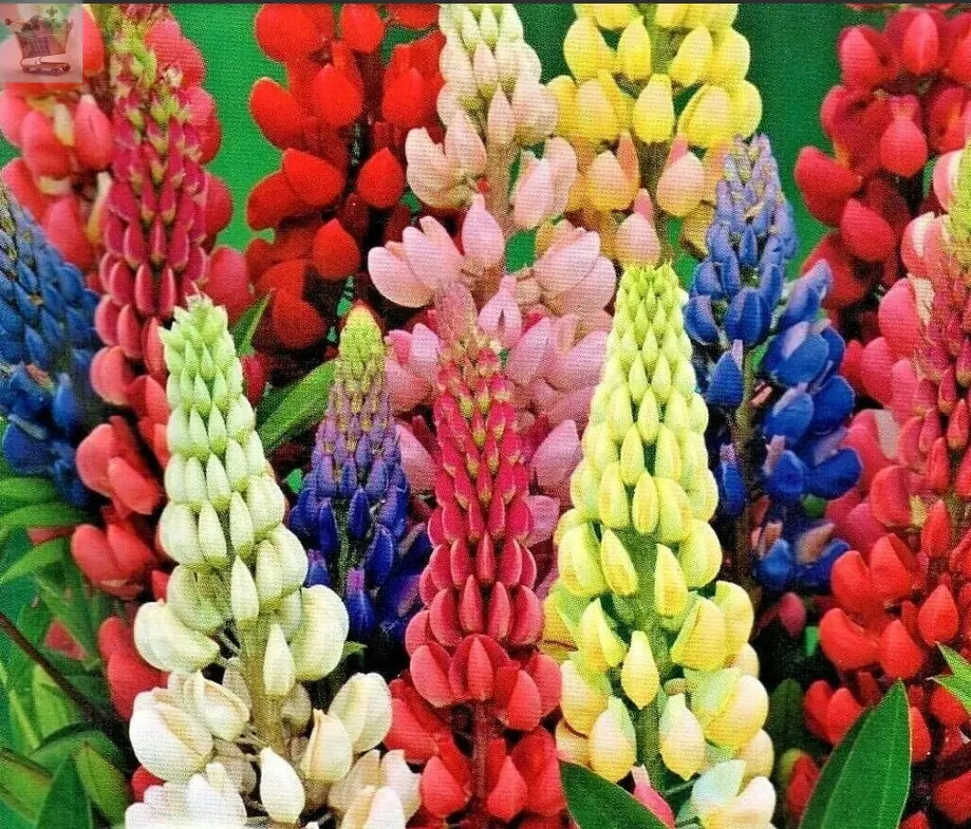 LUPIN - RUSSEL MIXED PERENNIAL - LUPINUS POLYPHYLLUS - 90 QUALITY FLOWER SEEDS Royalcart