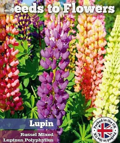 LUPIN - RUSSEL MIXED PERENNIAL - LUPINUS POLYPHYLLUS - 90 QUALITY FLOWER SEEDS Royalcart