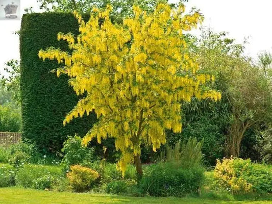 Laburnum Vossii plant 3L 40-60cm Multistem, Golden Rain Tree Royalcart