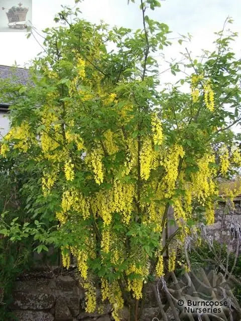 Laburnum Vossii plant 3L 40-60cm Multistem, Golden Rain Tree Royalcart