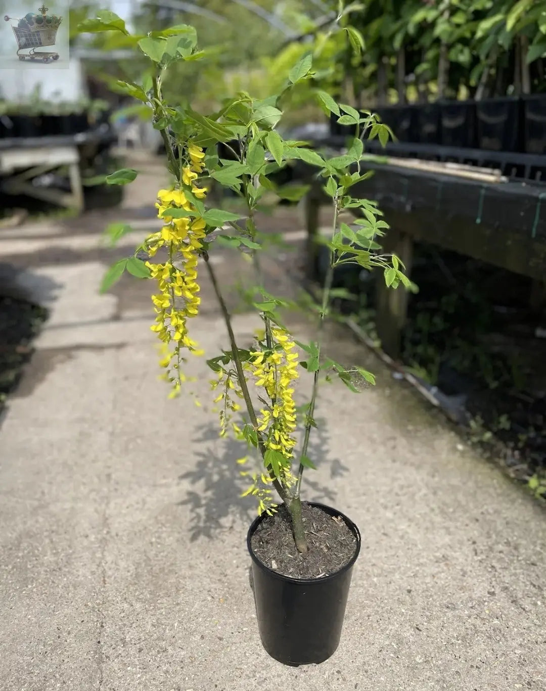 Laburnum Vossii plant 3L 40-60cm Multistem, Golden Rain Tree Royalcart