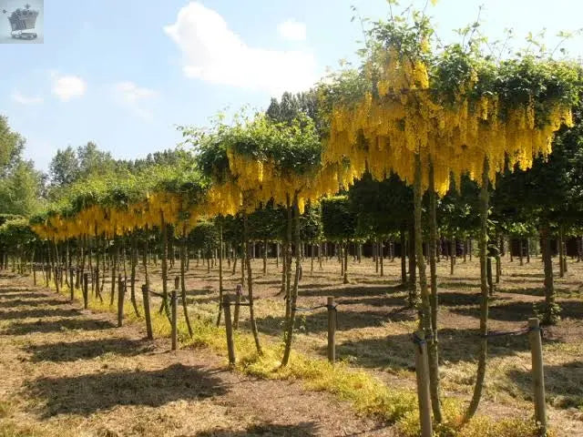 Laburnum Vossii plant 3L 40-60cm Multistem, Golden Rain Tree Royalcart