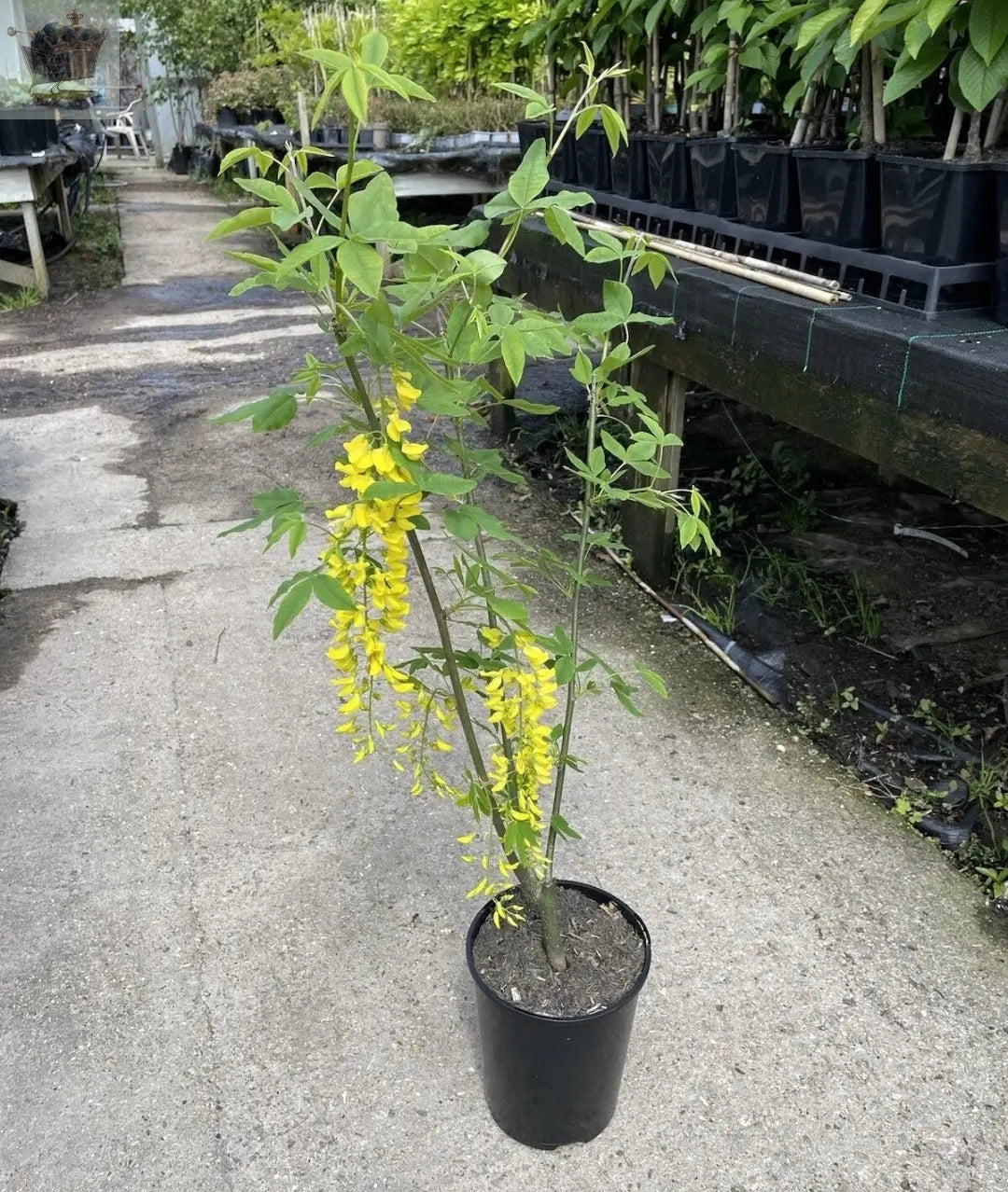 Laburnum Vossii plant 3L 40-60cm Multistem, Golden Rain Tree Royalcart