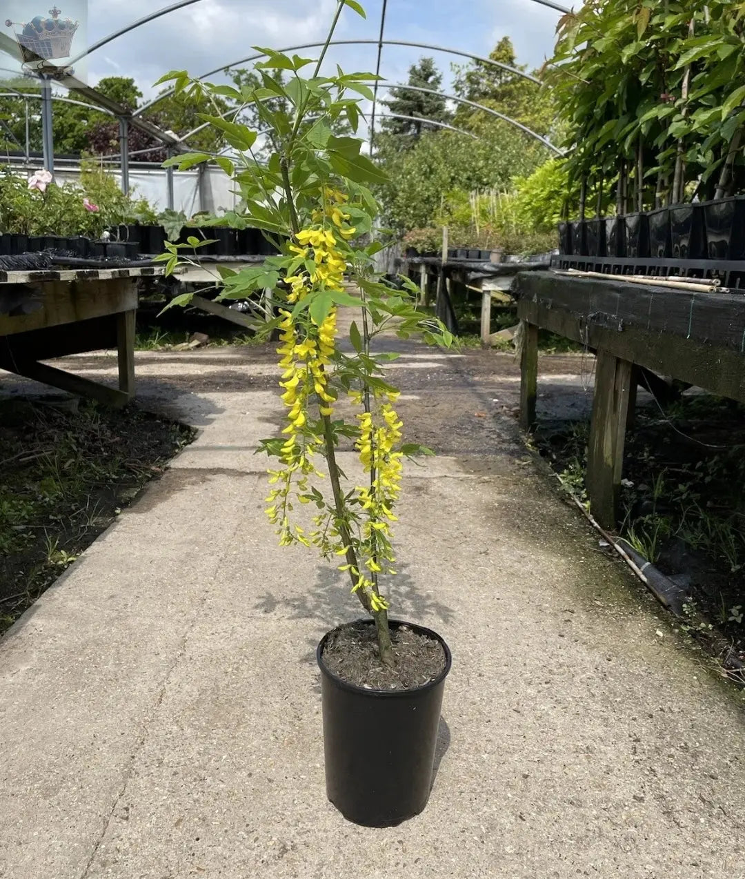 Laburnum Vossii plant 3L 40-60cm Multistem, Golden Rain Tree Royalcart