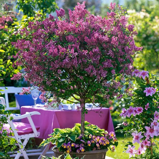 Large 80-120 cm tall Dwarf Korean Lilac Tree Syringa Palibin Standar Tree in Pot Royalcart